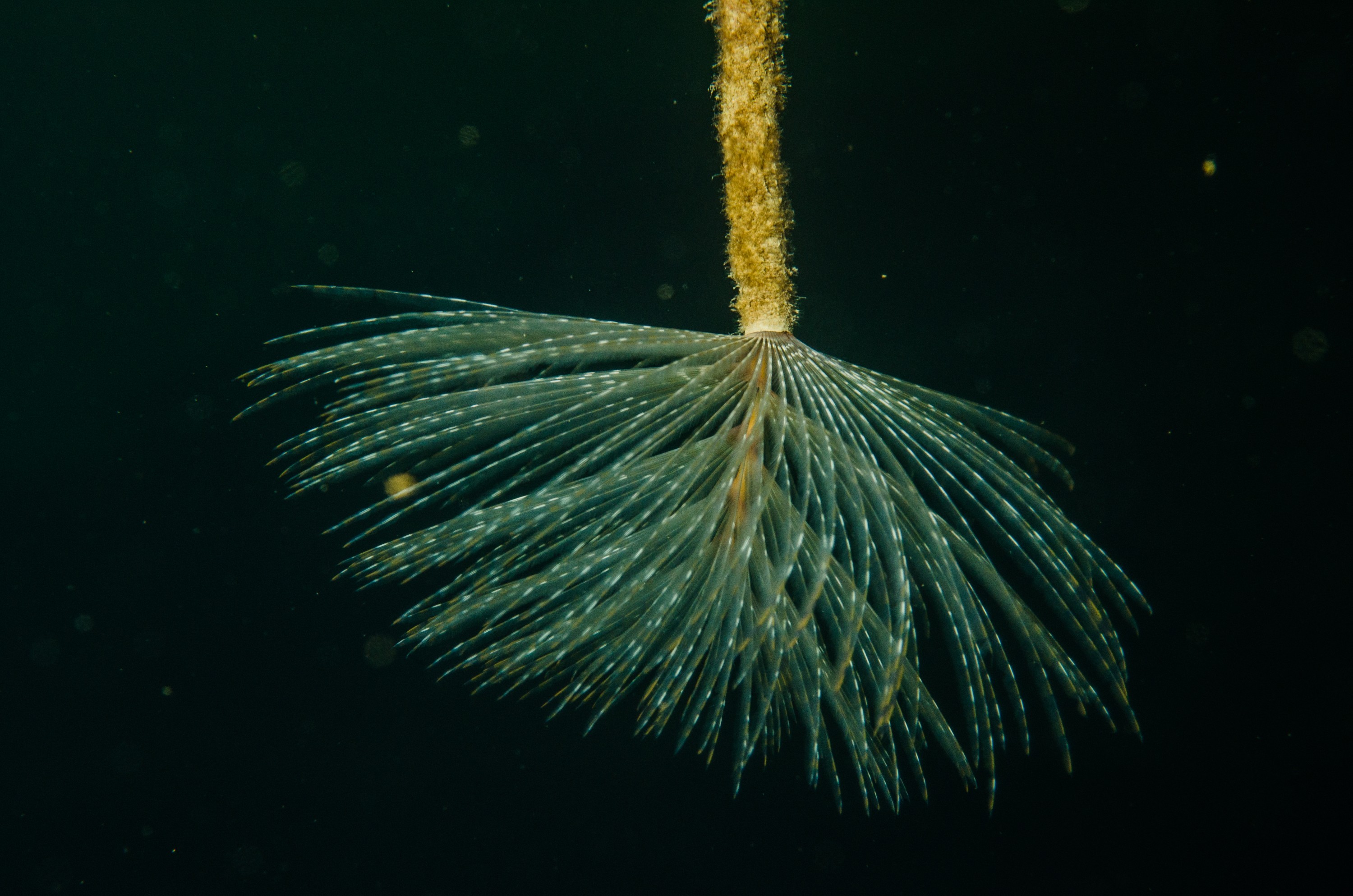 DSC_3185 – Mediterranean, fanworm, Sabella, spallanzanii, marine, pest, Auckland, underwater, crispin, nz, new, zealand, new zealand, fan, worm, marine, pest, invasive, Biosecurity